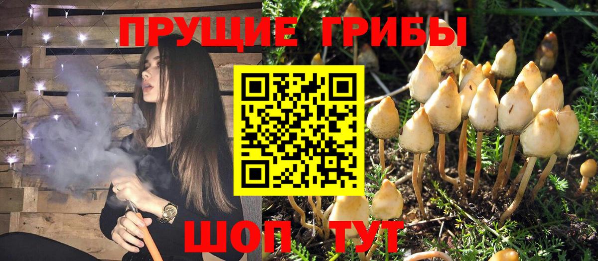 Псилоцибиновые грибы Psilocybe  Псилоцибиновые грибы Magic Shrooms  Вход с VPN  сколько стоит  Баксан 